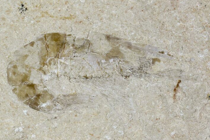 Cretaceous Fossil Shrimp - Lebanon #107416